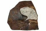 Double-Sided Fossil Ginkgo Leaves From North Dakota - Paleocene #263028-1